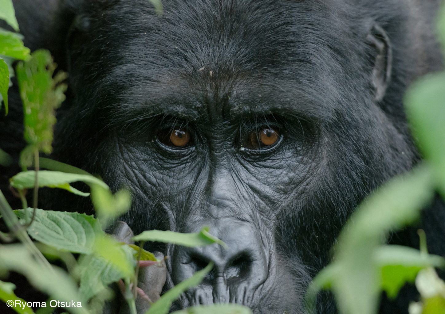 Adult female gorilla, Mitunu from the Mubare family, Bwindi, Uganda. Photo Ryoma Otsuka