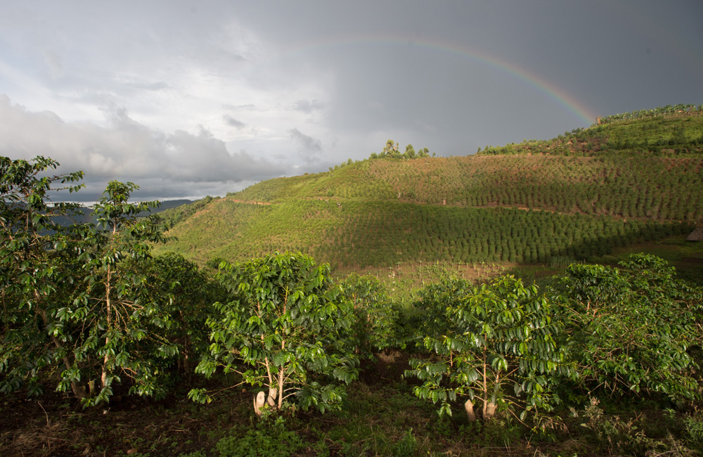 Rainbow over Arabica coffee farm outside Bwindi Impenetrable National Park. Photo Jo-Anne MacArthur, Unbound Project