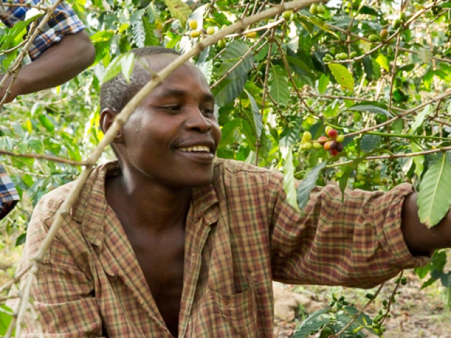 A coffee farmer prunes his coffee trees - Photo by Stephen Cummiskey