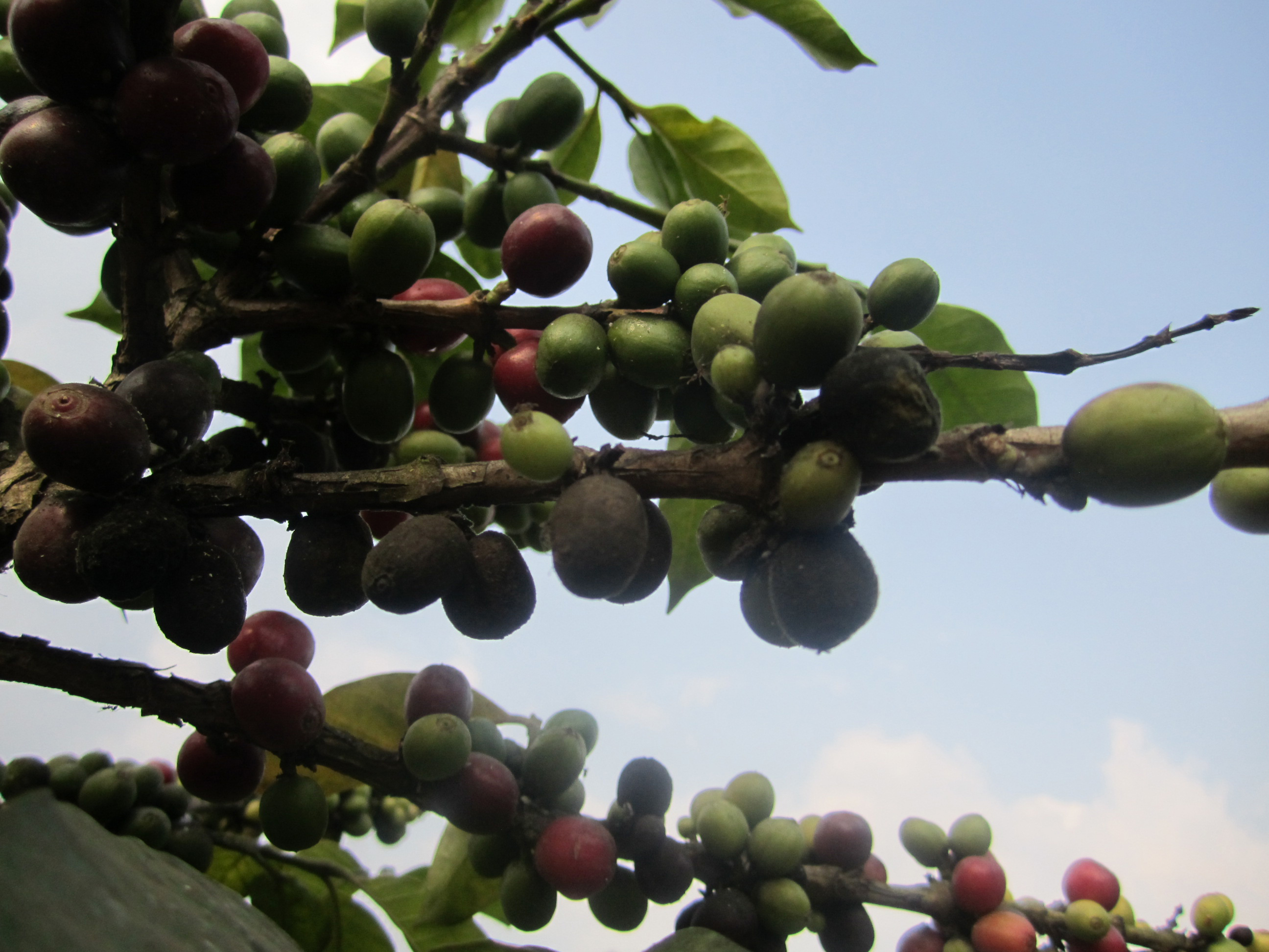 Gorilla Conservation Coffee - cherries ripening on the tree