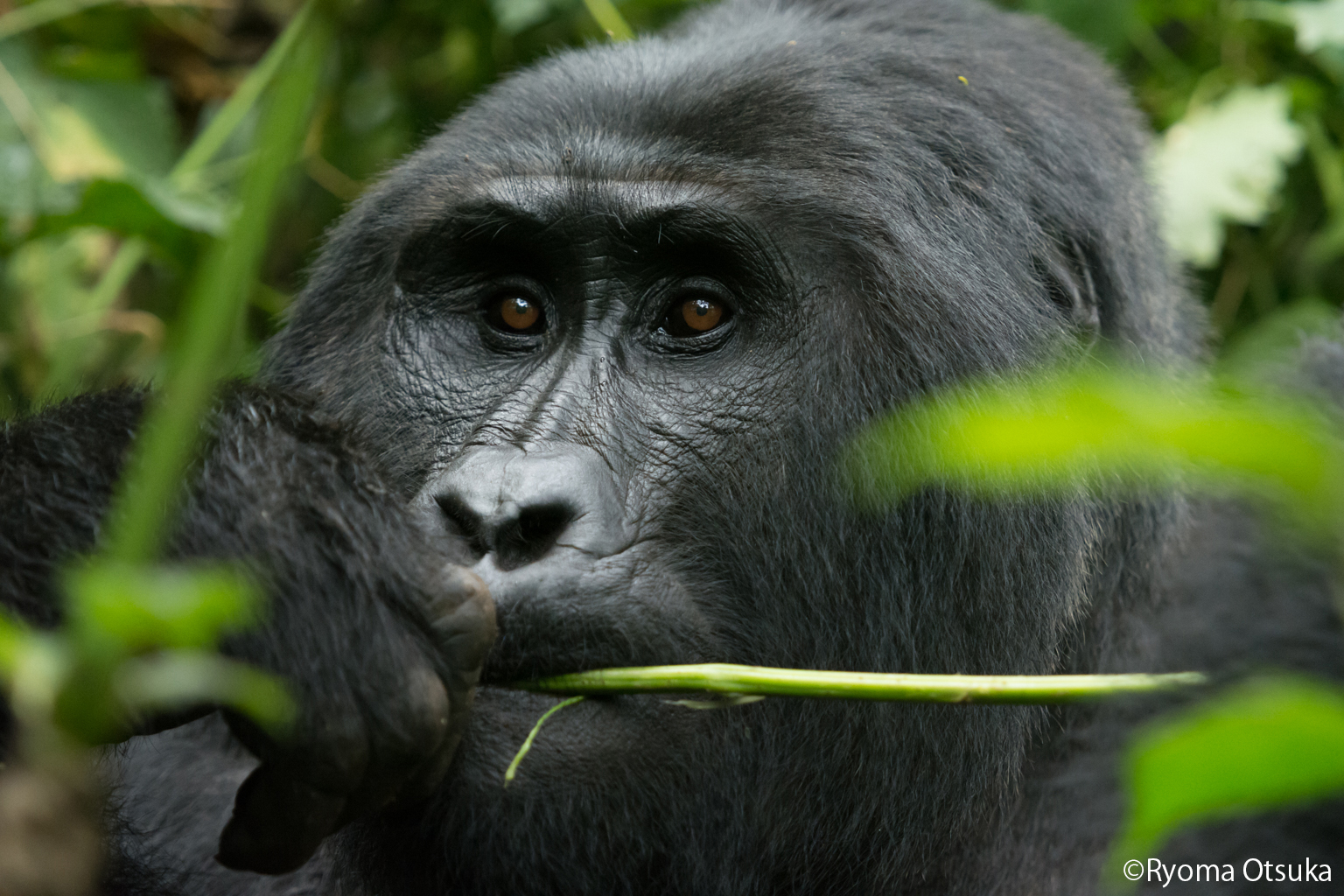 The famous Kanyoni silverback gorilla, Mubare family, Bwindi, Uganda. Photo Ryoma Otsuka