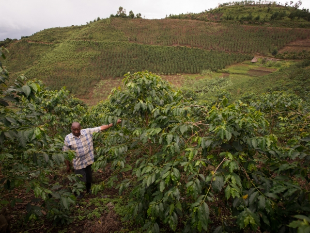 Lead Arabica coffee farmer, Bwindi Uganda. Photo Jo-Anne MacArthur, Unbound Project