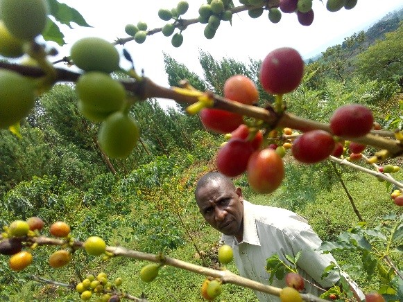 Safari Joseph Gorilla Conservation Coffee farmer