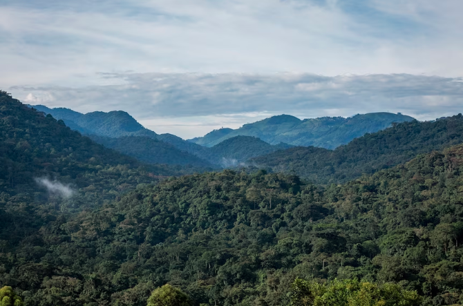 Around half of the world's wild mountain gorillas live in Bwindi Impenetrable National Park.(Supplied: Gladys Kalema-Zikusoka)