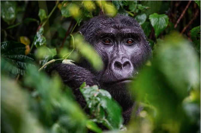 Mountain gorillas are endangered, with only around 1,000 alive in the wild.(Supplied: Jo Anne McArthur)