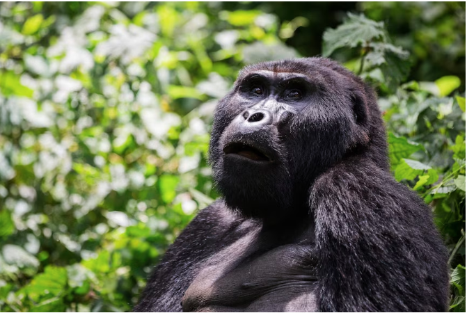 COVID-19 poses a threat to the wild mountain gorillas.(Supplied: Gladys Kalema-Zikusoka)