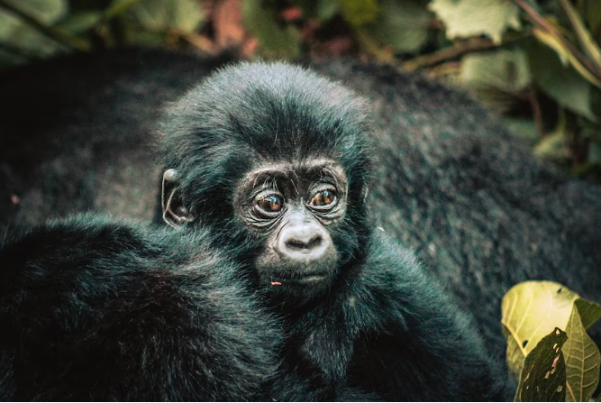 Bwindi gorillas have been treated for scabies, contracted from humans. This can be fatal for some of the great apes.(Getty Images: SOPA Images)